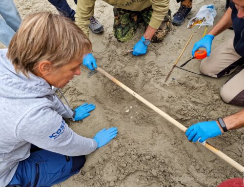 Nido di tartaruga Caretta caretta ad Alassio: all’ispezione degli esperti nessun uovo è risultato vitale. Il GLIT: “La raccolta dei dati effettuata patrimonio importante dal punto di vista scientifico”