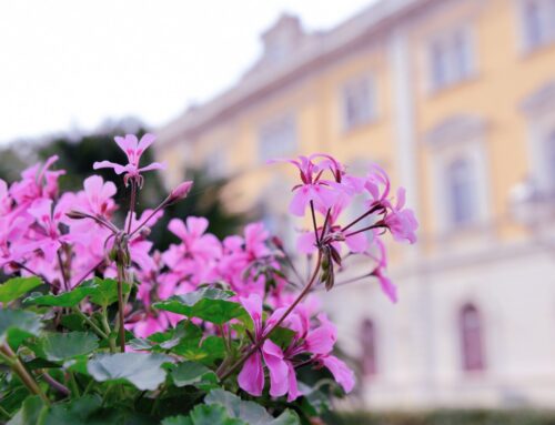 “Alassio in rosa per Alessia” prosegue venerdì 25 ottobre al Caffè Roma, con un nuovo Apericerca musicale