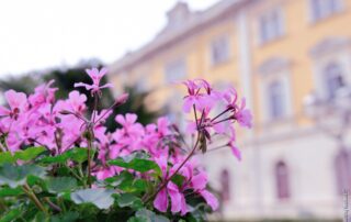 Alassio in rosa